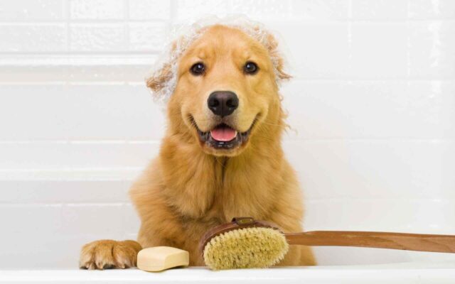 Puppy’s First Pet Grooming – How we do at our grooming studio